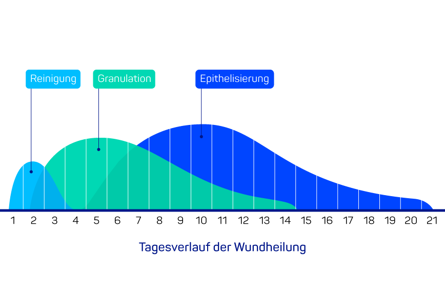 Phasen der Wundheilung von Reinigung bis Epithelisierung