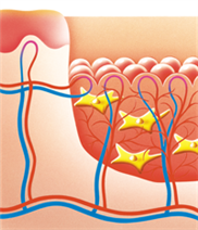Darstellung der Regeneration einer Wunde in der Granulationsphase