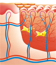 Darstellung der Ausreifung kollagener Fasern am Beginn der Epithelisierungsphase