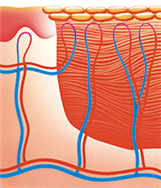 Darstellung einer abgeschlossenen Wundheilung