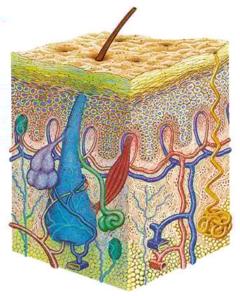 Darstellung von dem Gewebe der Haut