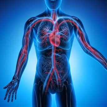 Abbildung des Kreislaufsystems und der Arterien