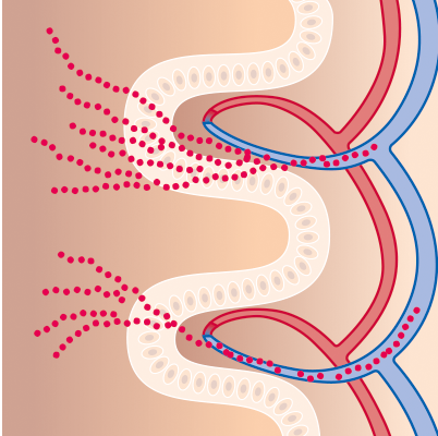 Darstellung Wirkung Oraler Medikamentenzufuhr im Körper