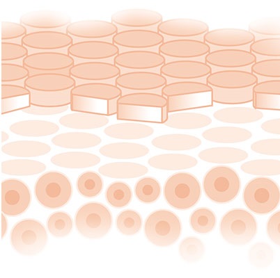 Darstellung der Hautschichten bei gesunder Haut