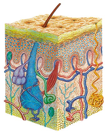 Darstellung von dem Gewebe der Haut