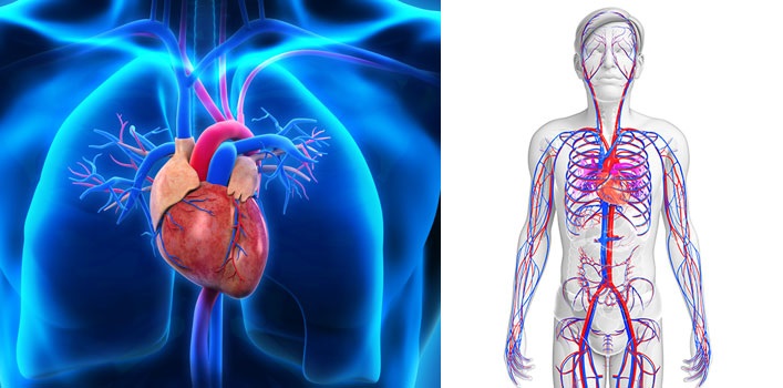 Graphik Herz und Kreislaufsystem