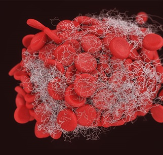 Abbildung Blutkörperchen