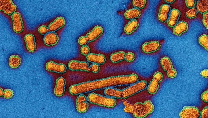 Grippe-Virus Influenza unter dem Mikroskop