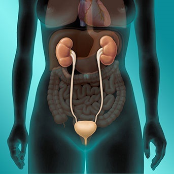 Grafik eines Rumpfes mit Organen und ableitenden Harnwegen